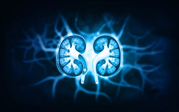 Detailed human kidney cross-section revealing internal anatomical structures on abstract scientific blue background. 3d illustration