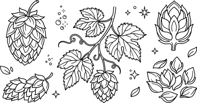 Beer Hops Plant Vector Set with Fresh Hop Cones, Leaves, Vines, and Grains for Brewery and Craft Beer Label Designs