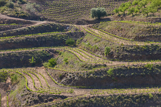 Traditional Priorat vineyards. Viticulture in Tarragona, Catalunya, Spanish agriculture. Spain