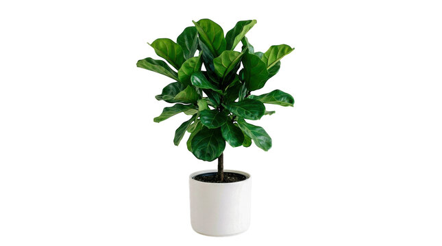 Fiddle leaf fig plant in a modern white ceramic pot isolated on transparent background