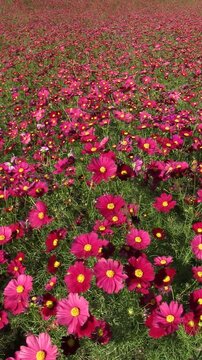 秋風に揺れる赤いコスモスの花々　タテ映像