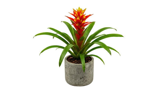 Beautiful bromeliad plant with red and yellow flower in a stone pot isolated on transparent background