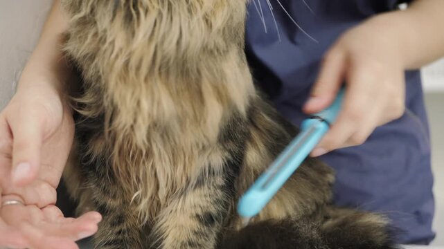 Professional feline grooming combing tabby fur veterinary clinic pet hygiene, revealing long coat care, calm handling, deshedding service and healthy skin.