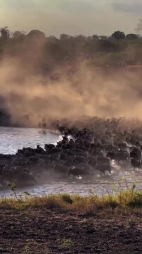 Wildebeest Herd Crossing River during Great Migration