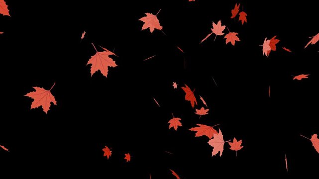 red and orange autumn maple leaves falling and drifting against a black background