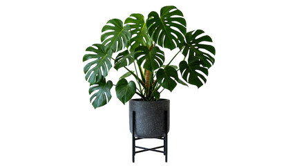 Large green monstera plant in a modern dark grey pot with a metal stand isolated on transparent background © Designer