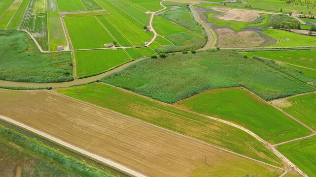Aerial view of rice paddies, wetlands and irrigation canals in Ebro Delta Natural Park, Spain. Agricultural landscape with green crop fields
