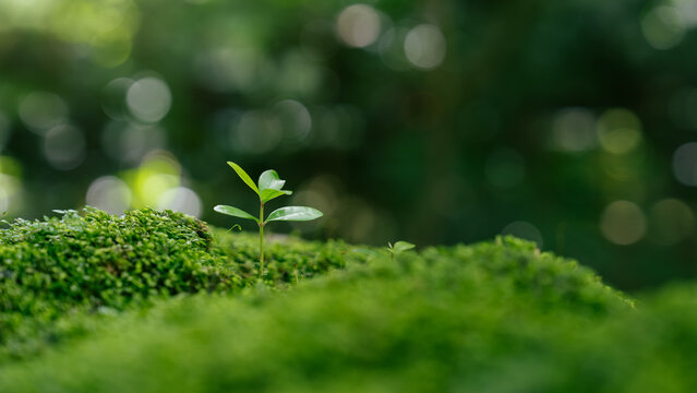 Young Plant growing on green moss in forest for new life for Environment and sustainability concept. ecological balance, conservation, biodiversity, renewable resources and sustainable development