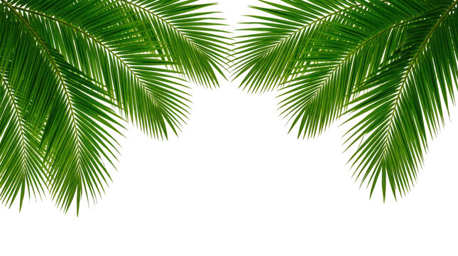 Fresh green pine tree branches frame for holiday and winter design isolated on transparent background