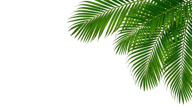Fresh green palm leaf branch hanging from the top corner isolated on transparent background