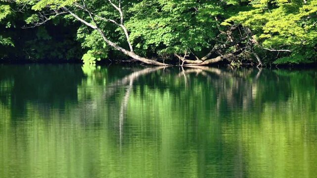 十二湖新緑の落口の池