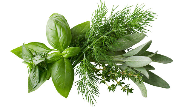 Fresh green basil dill sage and thyme herbs, isolated on transparent background