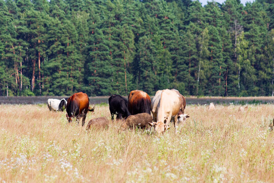 Diverse cows grazing in a scenic golden meadow, peacefully eating fresh grass near a dense pine forest border on a warm sunny day, idyllic livestock farming scene in nature