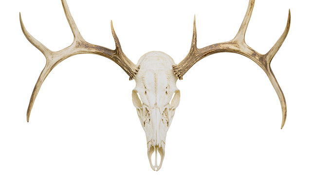 Majestic deer skull with large antlers, isolated on transparent background