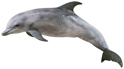 Gray dolphin swimming gracefully, isolated on transparent background © pixogram