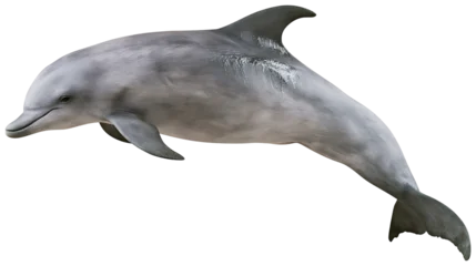 Fototapete Delphin Gray dolphin swimming gracefully, isolated on transparent background  © pixogram