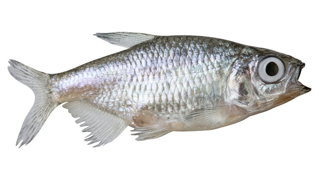 Small silver fish with large eyes and open mouth, isolated on transparent background