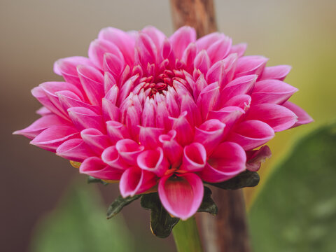A pink Dahlia 'Sandra' flower coming into bloom