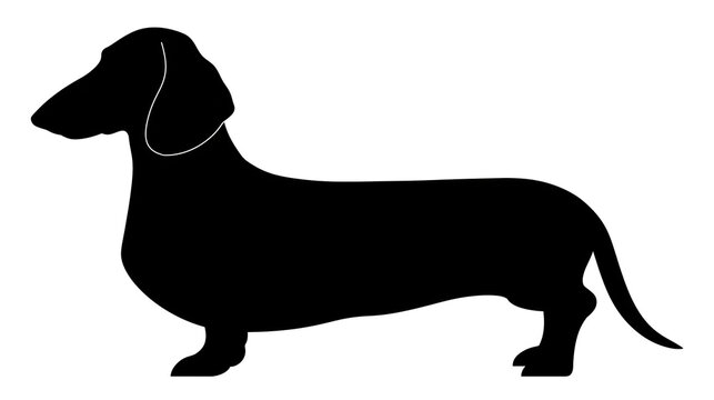 Black silhouette of a dachshund dog, isolated on transparent background