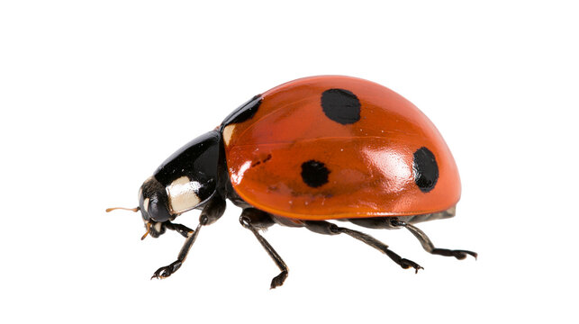 Red ladybug with black spots, isolated on transparent background