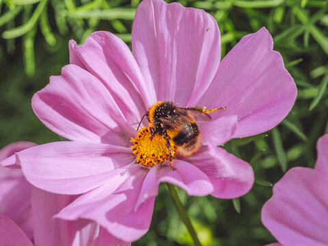 A bee feeding on the nector of a purple Cosmos flower 