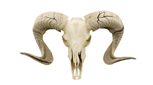 Ram skull with large curved horns cracked texture, isolated on transparent background