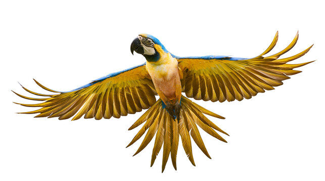 Blue and yellow macaw parrot with spread wings flying, isolated on transparent background