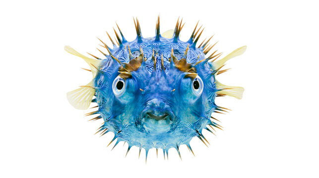 Blue spiky pufferfish with large eyes, isolated on transparent background