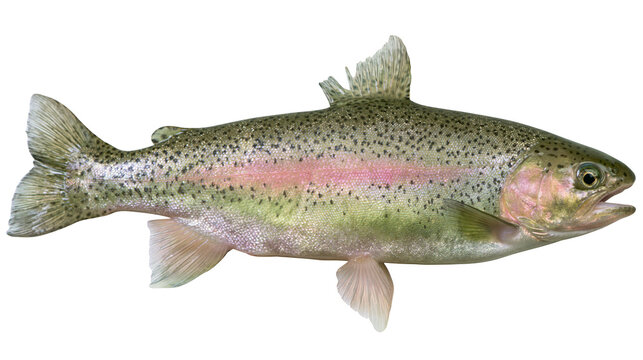 Rainbow trout fish with pink stripe and black spots, isolated on transparent background