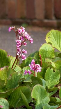 Pink Bergenia Flowers Blooming in Garden with Green Leaves