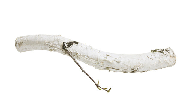 Curved white birch branch with peeling bark and small twigs, isolated on transparent background