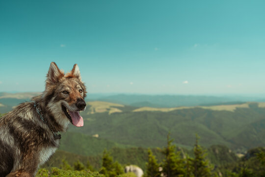 wolf dog in the mountains