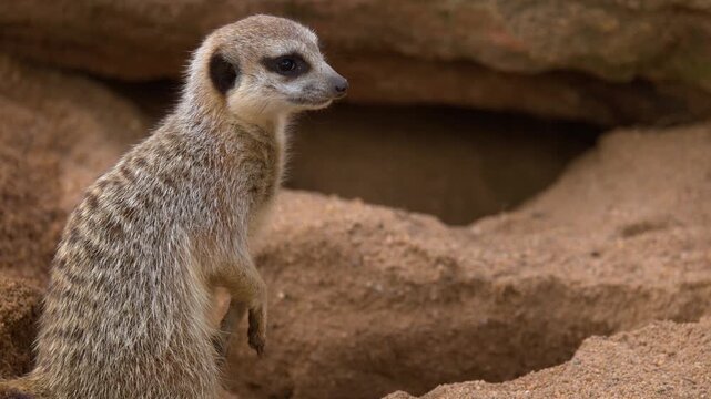 Meerkat Standing Alert and Digging in Sandy Burrow