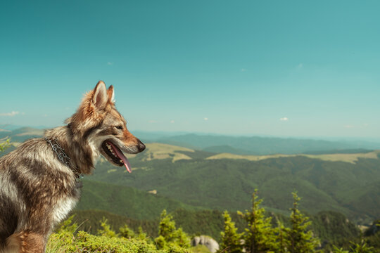 wolf dog in the mountains