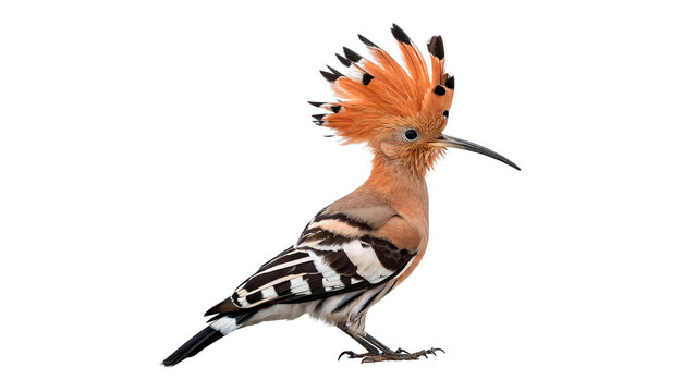Eurasian hoopoe bird wild animal perched profile view colorful feathers isolated on transparent background cut out