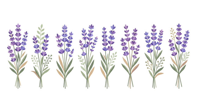 Set of purple lavender flower sprigs for floral design elements isolated on transparent background