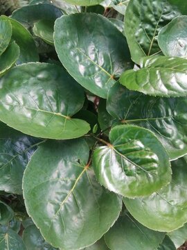 Close Up Green Polyscias Leaves with Glossy Texture in Nature