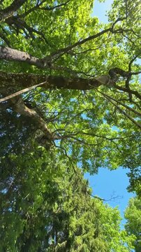 Swing hanging from a centuries old oak tree on a sunny summer day, childhood nostalgia, outdoor recreation, peaceful countryside, timeless tradition, nature escape.
