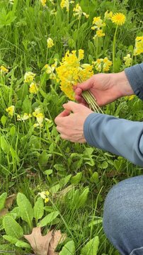 Collecting cowslip flowers in a spring meadow for herbal tea and traditional herbal medicine, seasonal foraging, natural remedies, countryside lifestyle.