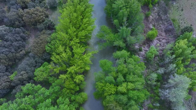 Riparian vegetation on the Duero River in the vicinity of the city of Aranda de Duero. Ribera del Duero region. Burgos. Castile and Le&oacute;n. Spain. Europe