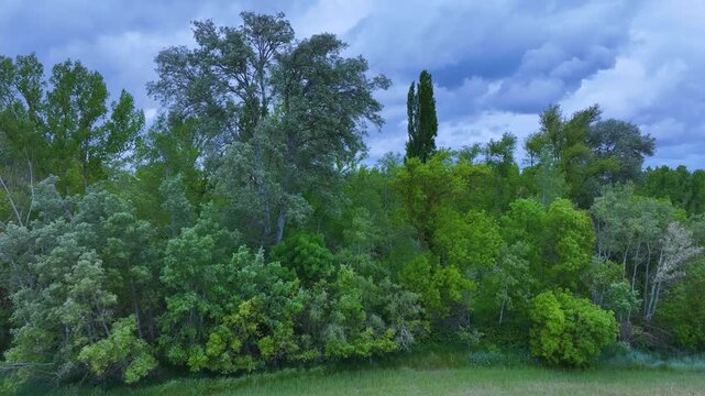 Riparian vegetation on the Duero River in the vicinity of the city of Aranda de Duero. Ribera del Duero region. Burgos. Castile and Le&oacute;n. Spain. Europe