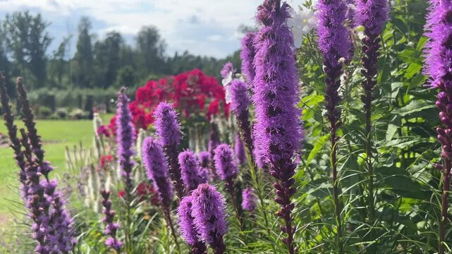 Purple and white blazing star flowers blooming in a summer garden, Liatris spicata perennial plants, ornamental border, pollinator friendly gardening, botanical beauty.