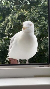 Curious seagull looking through a window at close range, nosy urban wildlife, funny bird encounter, animal curiosity, human wildlife interaction, everyday nature.