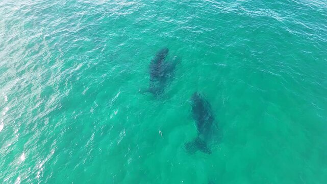 Aerial View of Humpback Whales Swimming in Turquoise Ocean