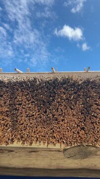 Weathered traditional thatched roof in Estonia showing dense natural reed material, rural architecture, historic construction, heritage craftsmanship, rustic texture.