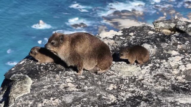 Two Hyrax Resting on Rocky Mountain Terrain