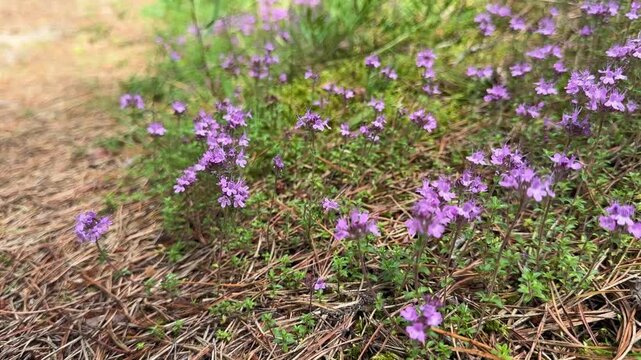 Close-up of creeping thyme flowers blooming amid meadow grass in N&otilde;va Nature Reserve, Estonia, native groundcover, pollinator habitat, natural biodiversity.