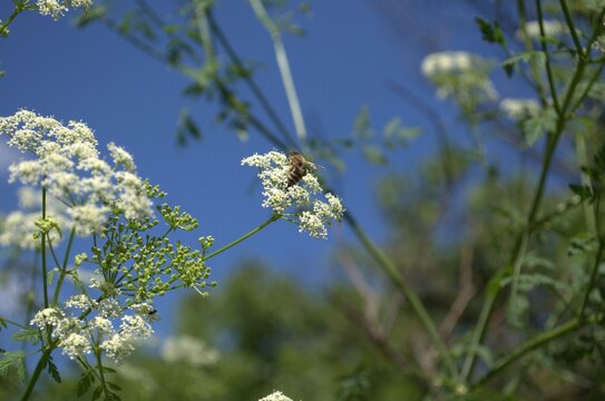 A bee pollinates various flowers.
