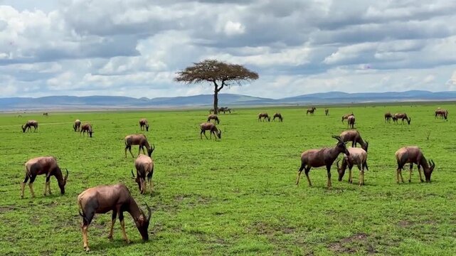 Topi Herd Grazing on African Savanna