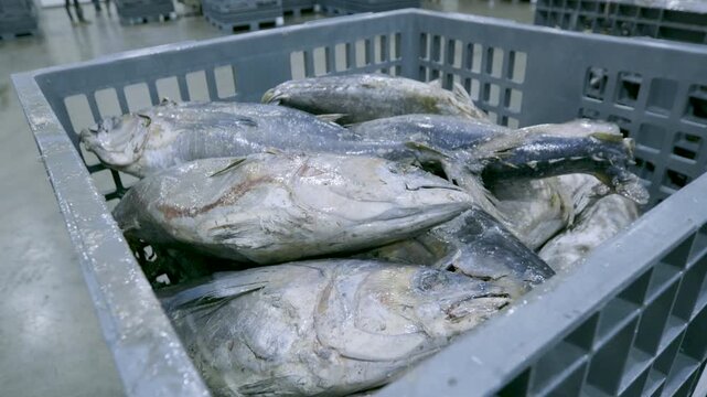 High Angle View of Frozen Tuna in Grey Industrial Crate on Concrete Floor